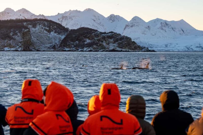 From Tromsø: Whale Watching Safari on High-Speed Catamaran - Who Will Love This Tour?