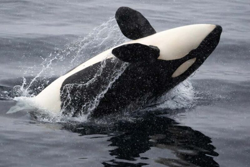 From Tromsø: Whale Watching Safari on High-Speed Catamaran - Final Thoughts