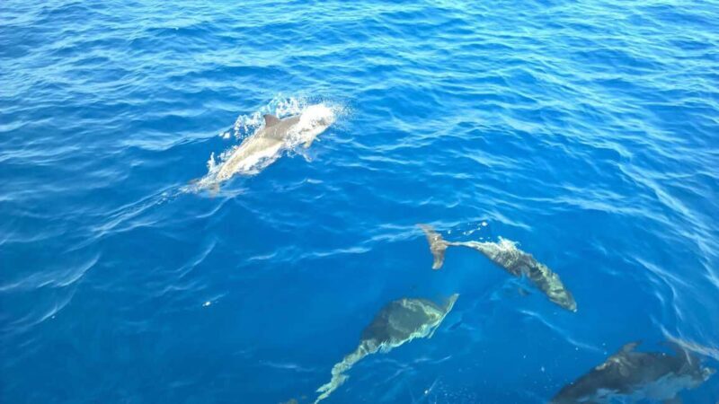 From Tropea: Sailing tour along the coast of the Gods - The Sum Up