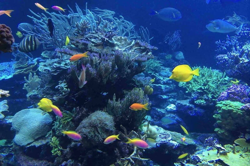 From Tulum: Cenote Riviera Maya & Snorkel Excursion - Diving Into the Experience: What You Can Expect