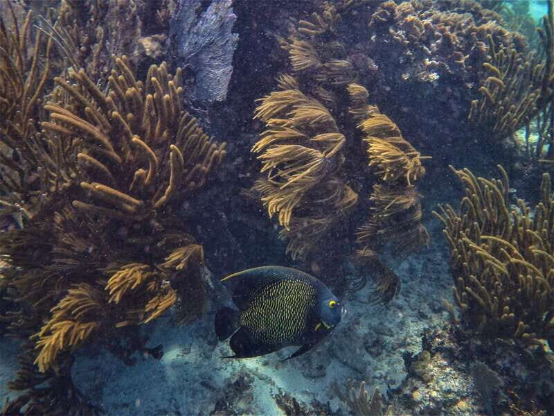 From Tulum: Sian Kaan Boat Trip Adventure with Lunch - FAQ