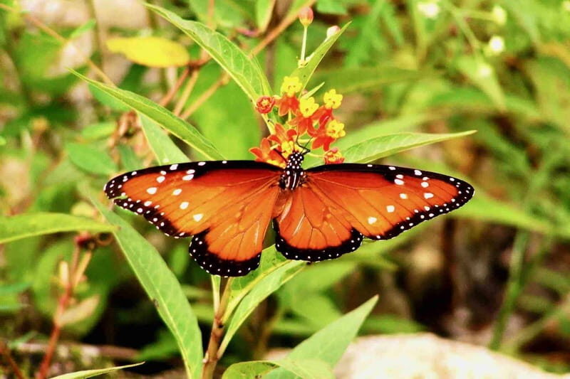 From Tulum: Sian KaAn Muyil Lagoon Tour - FAQs