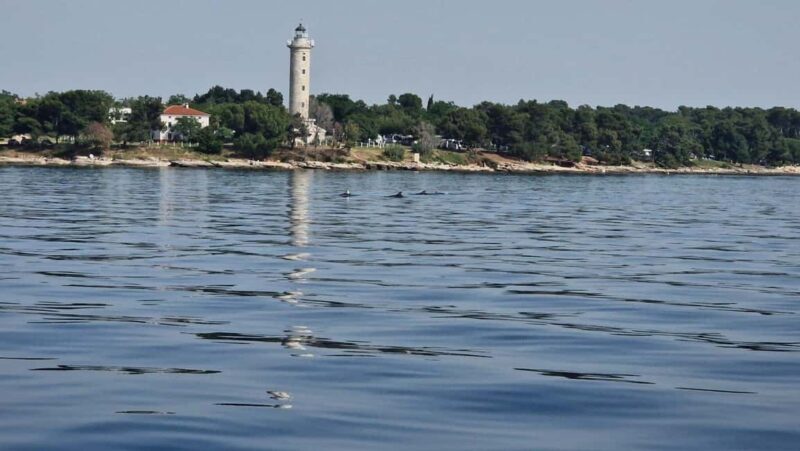 From Umag: Boat Tour to Savudrija with Swimming and Dolphins - A closer look at the experience