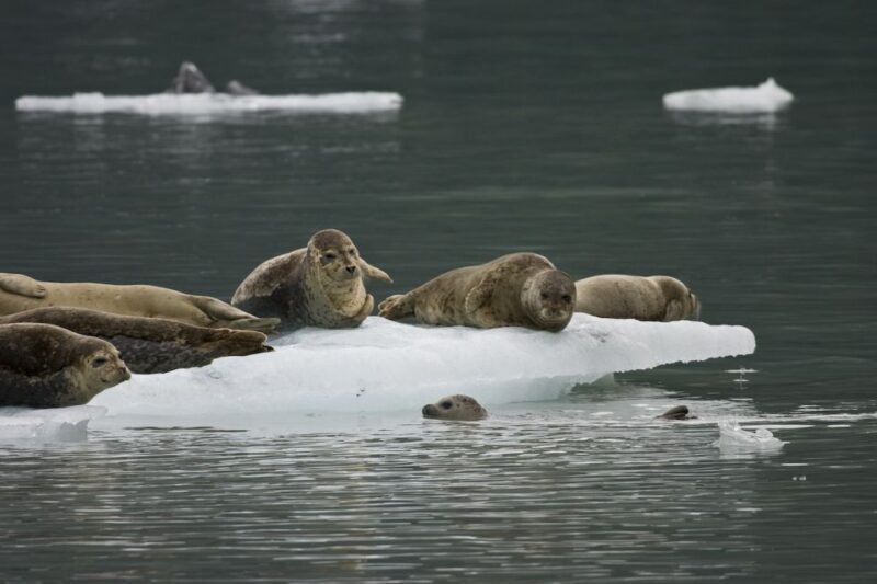 From Valdez: 7.5-hour Meares Glacier & Wildlife Cruise - The Scenery & Waterfalls
