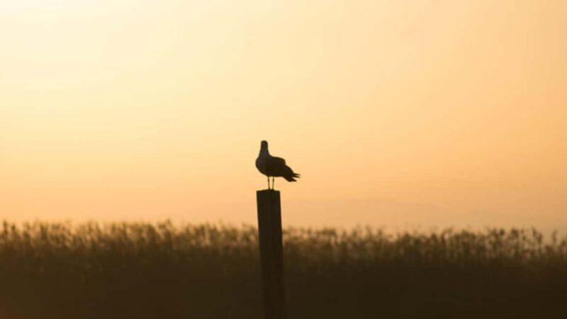 From Valencia: Albufera Natural Park Eco Boat Tour & Sunset - What to Expect from the Tour