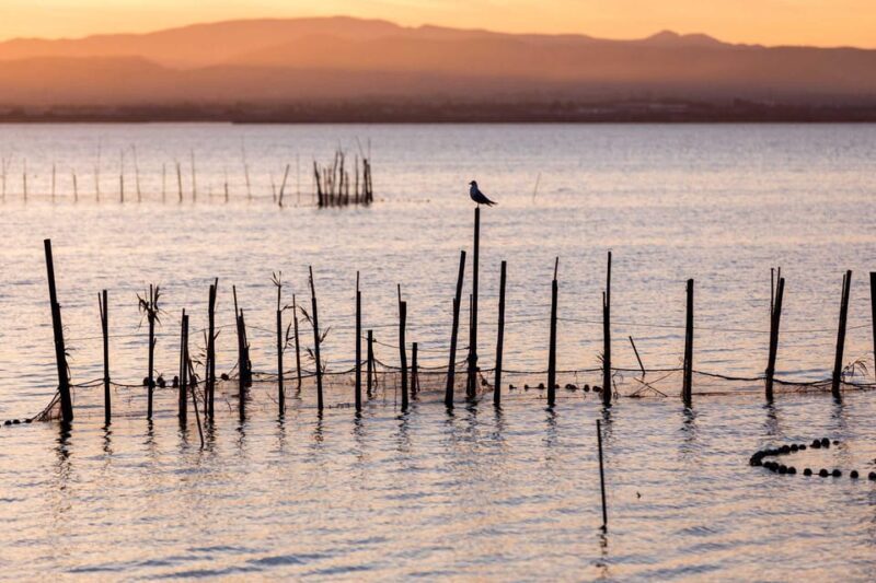 From Valencia: Albufera Natural Park with Sunset Boat Tour - Returning to Valencia