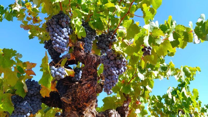 From Valencia: Requena Wine Tour with Tastings - A Detailed Look at the Tour