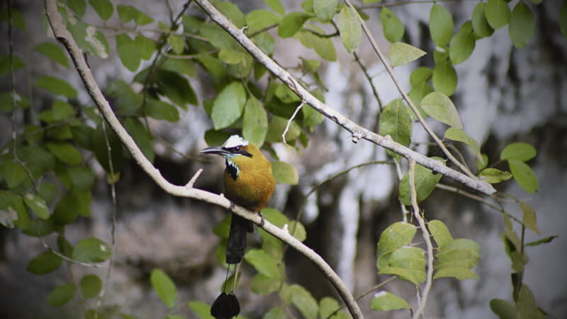 FROM VALLADOLID CHICHÉN ITZÁ + 2 CENOTES (PRIVATE TRANSPORTATION) - A Closer Look at the Experience