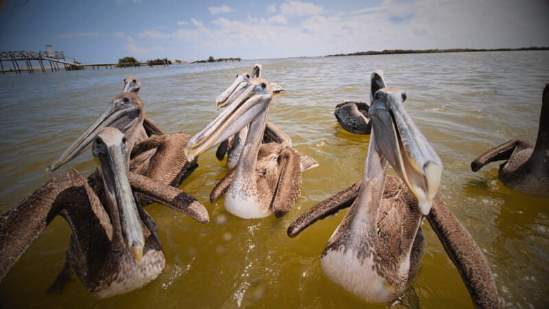 FROM VALLADOLID RIO LAGARTOS + LAS COLORADAS + CENOTE (COLECTIVO TOURISTIC) - An Inside Look at the Itinerary and What to Expect