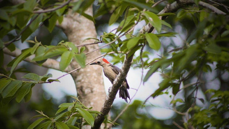 FROM VALLADOLID: VISIT EK' BALAM AND 2 CENOTES + AUTHENTIC MAYA FOOD - An Honest Look at the Tour Itinerary