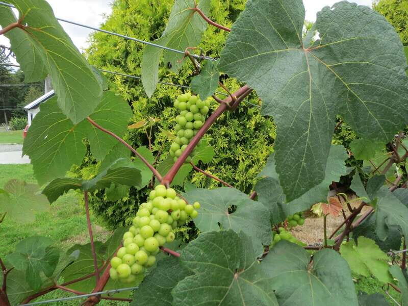 From Vancouver: Half-Day Fraser Valley Wine Tour - A Closer Look at the Fraser Valley Wine Tour