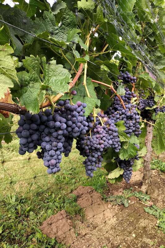 From Vancouver: Half-Day Fraser Valley Wine Tour - The Experience Beyond the Wines