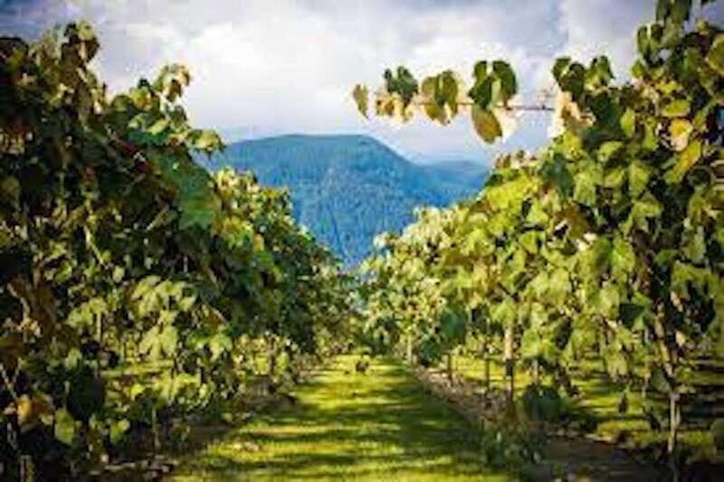 From Vancouver: Half-Day Fraser Valley Wine Tour - Final Thoughts