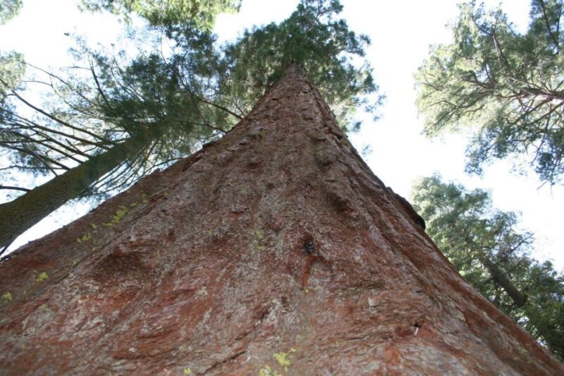 From Vegas to San Francisco: 7-Day National Park Tour - Who Should Consider This Tour?