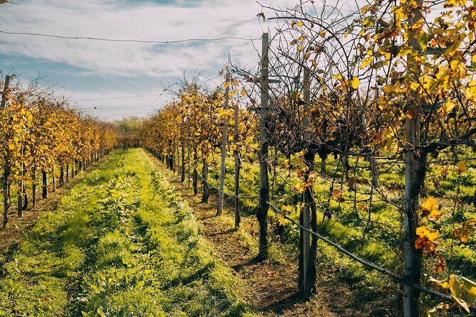 From Venice: Prosecco Wine Region Tour with 2 Tastings - The drive itself: rolling hills and conversation time