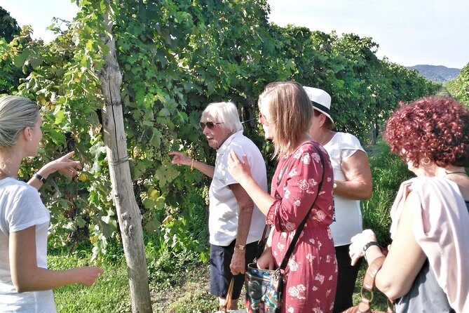 From Venice: Wine Tour in the Euganean Hills - Price and Value Analysis