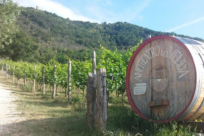 From Venice: Wine Tour in the Euganean Hills - Accessibility and Practical Details