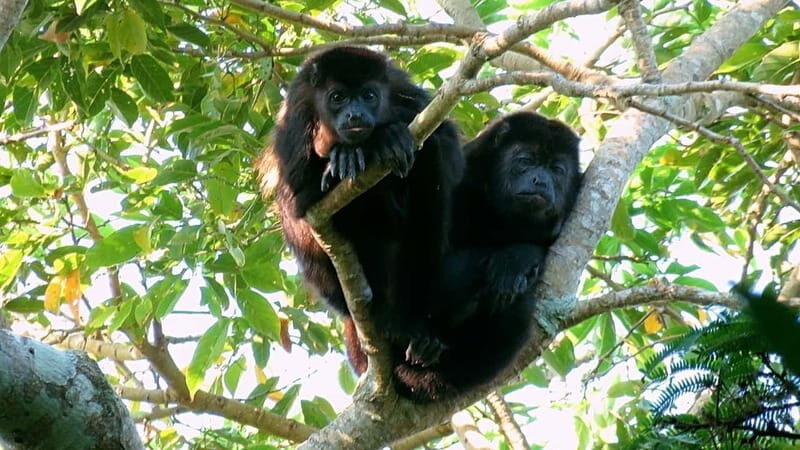 From Veracruz: Catemaco, Nature, Waterfalls & Monkeys Tour - Key Points
