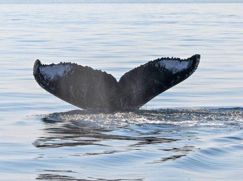 From Victoria: Whale Watching Marine Wildlife Excursion - The Experience of a Zodiac Ride