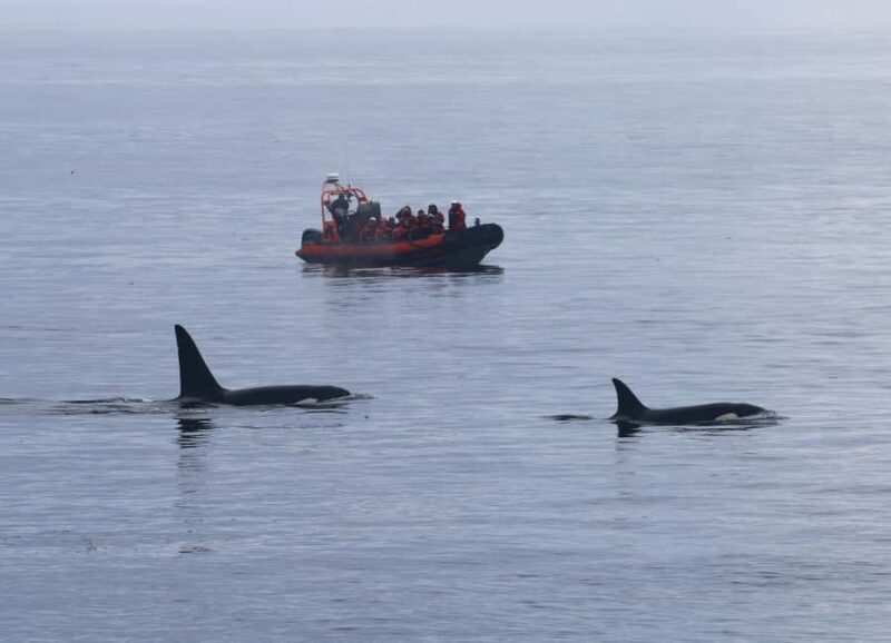 From Victoria: Whale Watching Marine Wildlife Excursion - The Price and Its Value