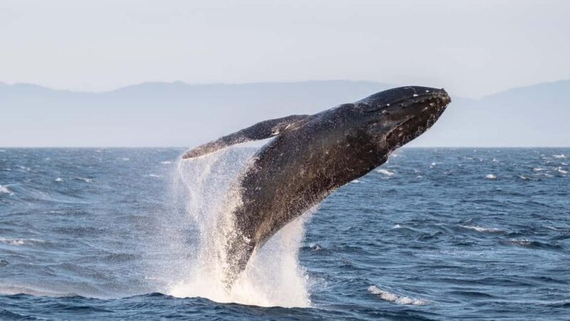 From Victoria: Whale Watching Marine Wildlife Excursion - Reviews and Real Traveler Feedback