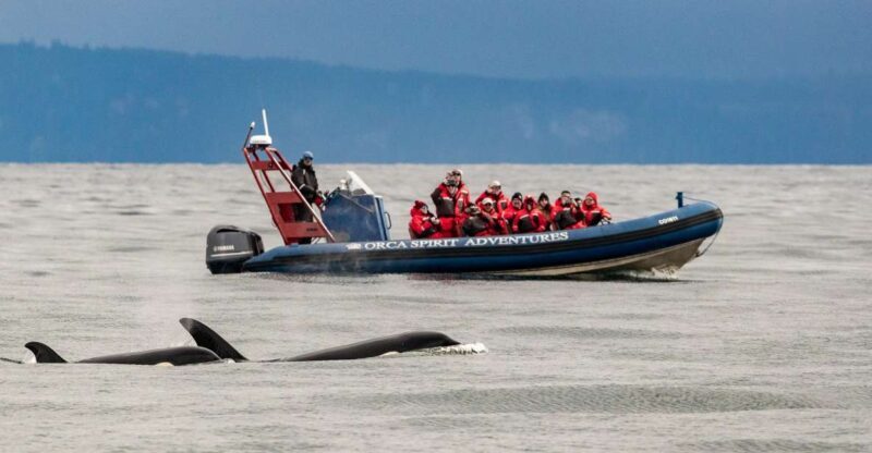 From Victoria: Whale Watching Marine Wildlife Excursion - Who Is This Tour Best For?