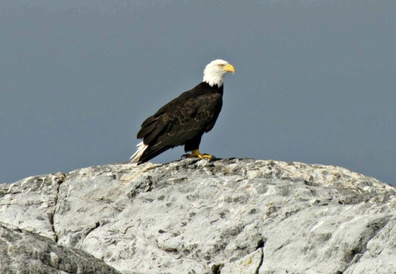 From Victoria: Whale Watching Marine Wildlife Excursion - Final Thoughts