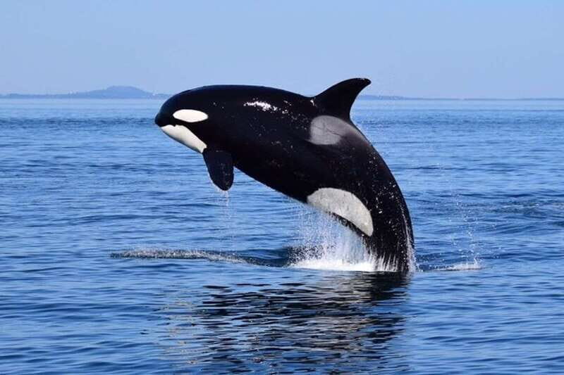 From Victoria: Whale Watching Tour by Zodiac Boat - What to Expect on This Whale Watching Tour
