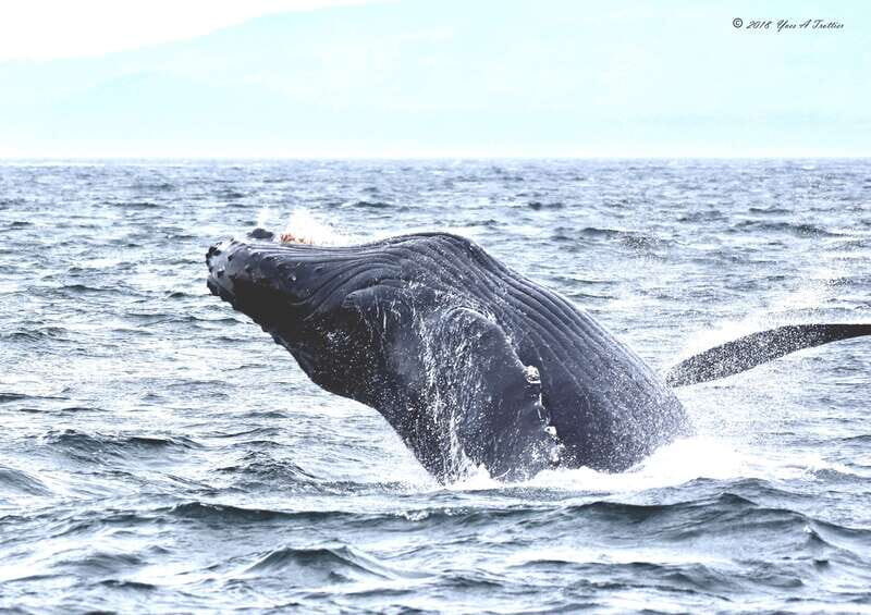 From Victoria: Whale Watching Tour by Zodiac Boat - Why the Zodiac Style Matters