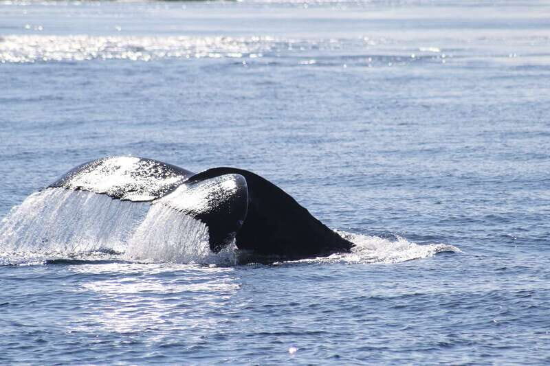 From Victoria: Whale Watching Tour by Zodiac Boat - The Value of the Tour