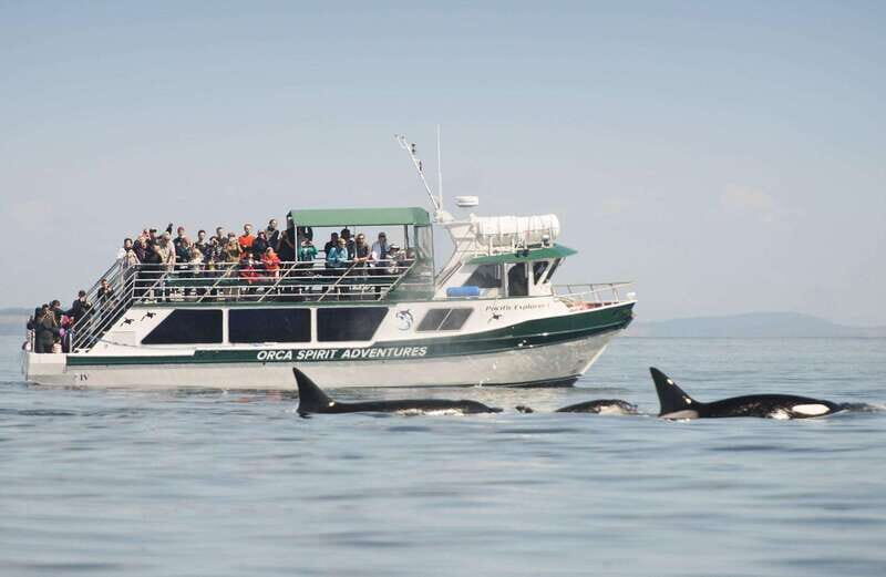 From Victoria: Whale Watching Trip on Covered Boat - What to Expect on the Tour