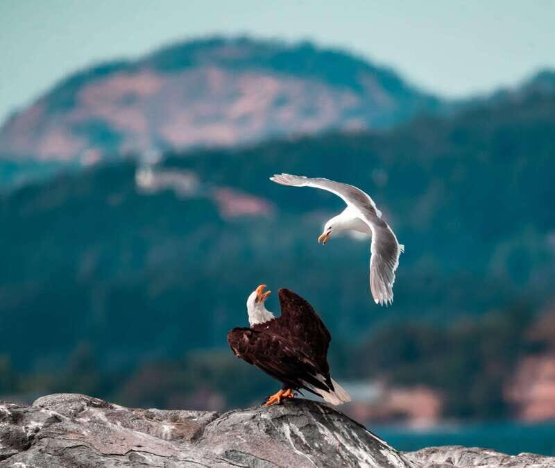 From Victoria: Whale Watching Trip on Covered Boat - Final Thoughts