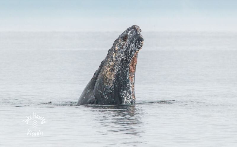 From Victoria: Whale Watching Trip on Covered Boat - FAQ