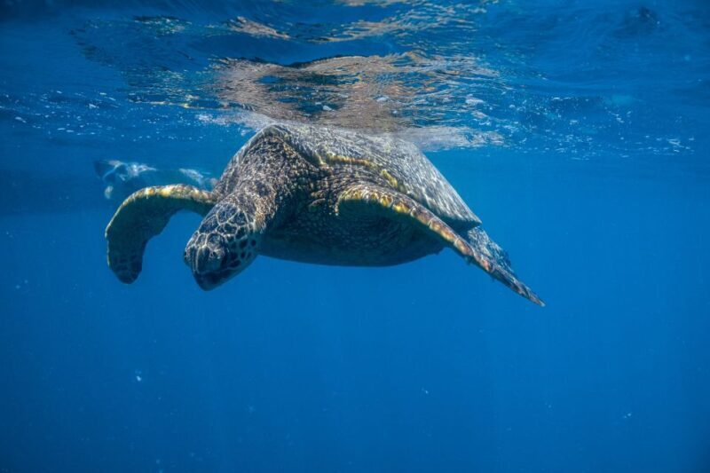 From Waikiki: Turtle Canyon Snorkeling Tour - Key Points