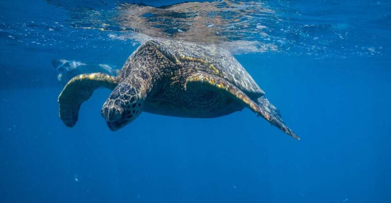 From Waikiki: Turtle Canyon Snorkeling Tour - An Honest Look at the Turtle Canyon Snorkeling Tour