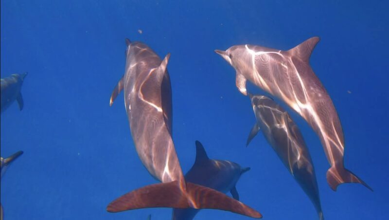 From Waikiki: Turtle Canyon Snorkeling Tour - FAQ