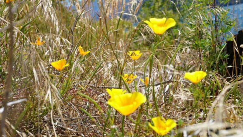 From Wanaka: Ruby Island 1-Hour Cruise and Photo Walk - FAQs