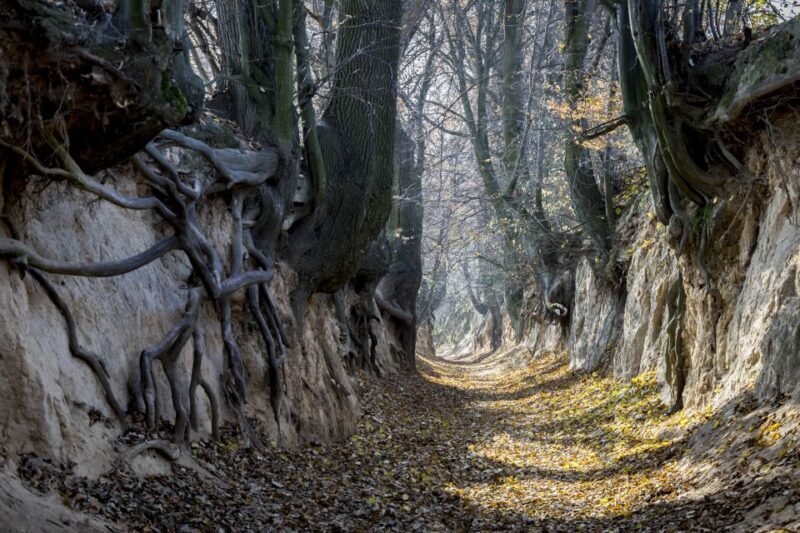 From Warsaw: Kazimierz Dolny Art Town Full-Day Private Tour - Return Journey and Polish Countryside Views