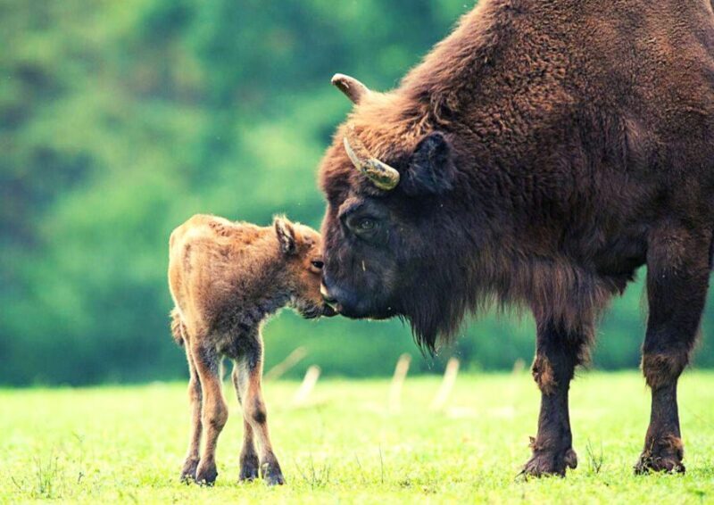 From Warsaw: Small-Group Tour to Bialowieza National Park - FAQ