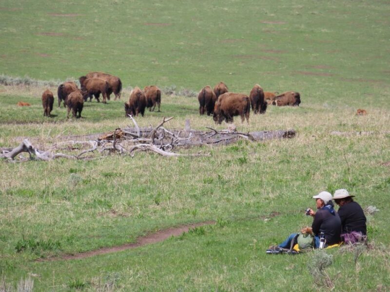 From West Yellowstone: Lamar Valley Wildlife Tour by Van - Key Points