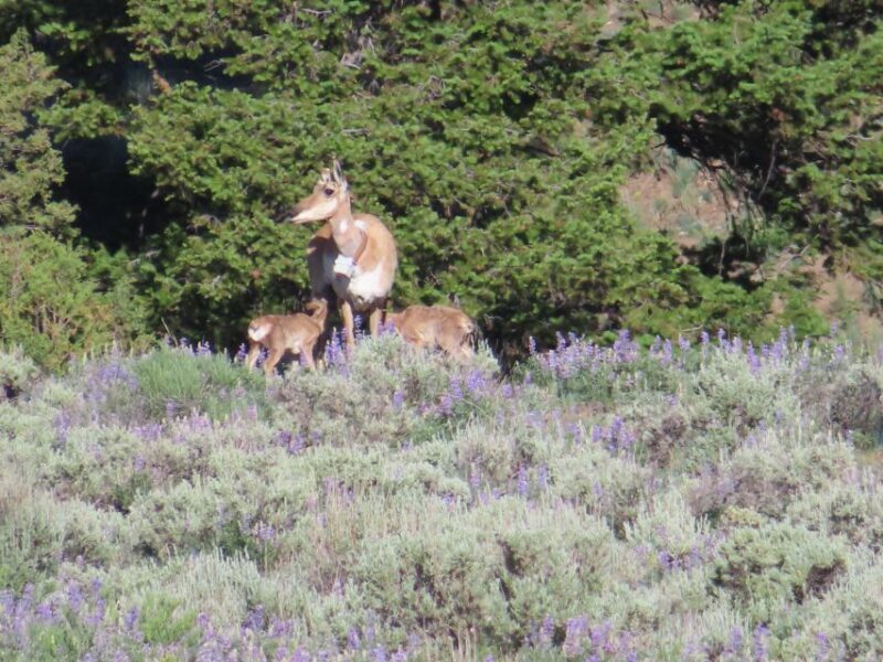 From West Yellowstone: Lamar Valley Wildlife Tour by Van - Frequently Asked Questions