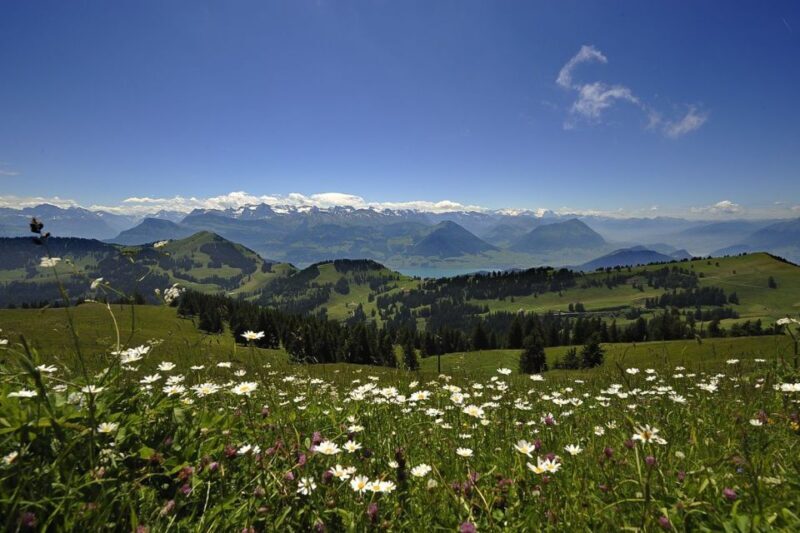 From Zürich: Day Trip to Rigi and Lake Lucerne - Who Should Consider This Tour?