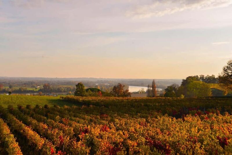 Fronsac: E-bike tour in the vineyards & tasting at La Closerie - Key Points