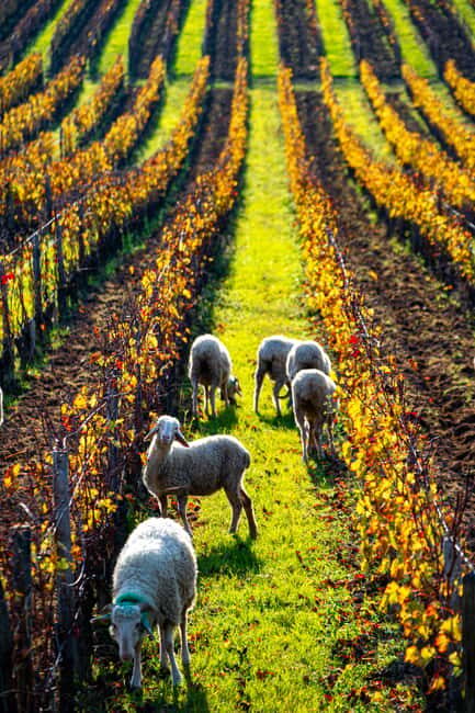 Fronsac: E-bike tour in the vineyards & tasting at La Closerie - Practical Details & Value