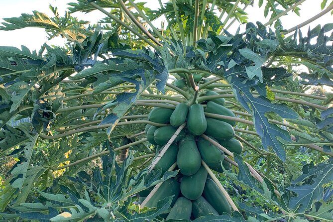 Fruit Garden and Mezcal Tasting Tour with Lunch Included - What Could Be Better?