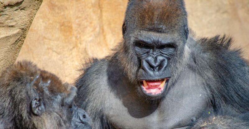 Fuengirola: Bioparc Entrance Ticket - Who Would Love This Experience?