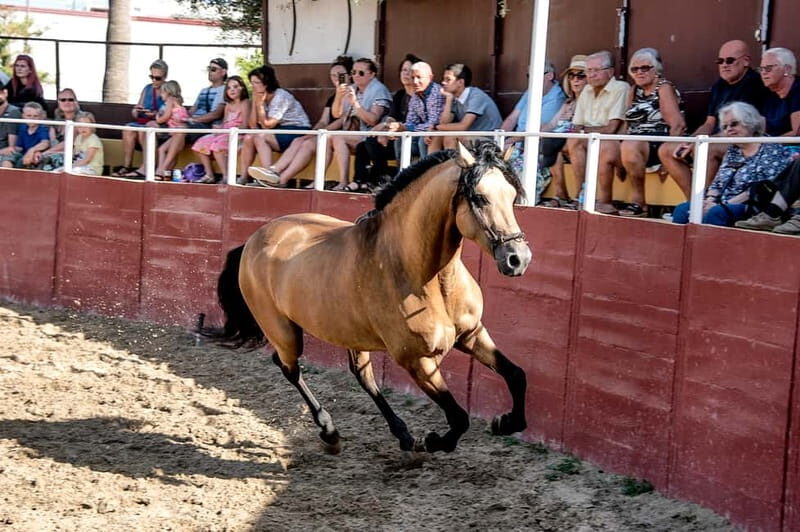 Fuengirola: Spanish Horse Show with Optional Dinner/Flamenco - What to Expect from This Experience