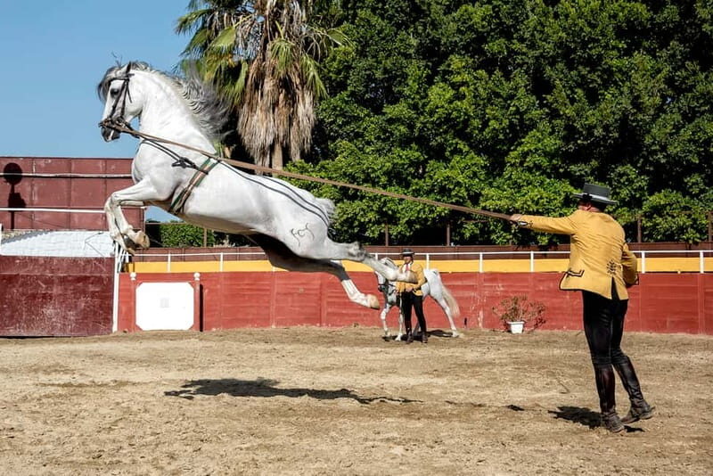 Fuengirola: Spanish Horse Show with Optional Dinner/Flamenco - Additional Activities and Options