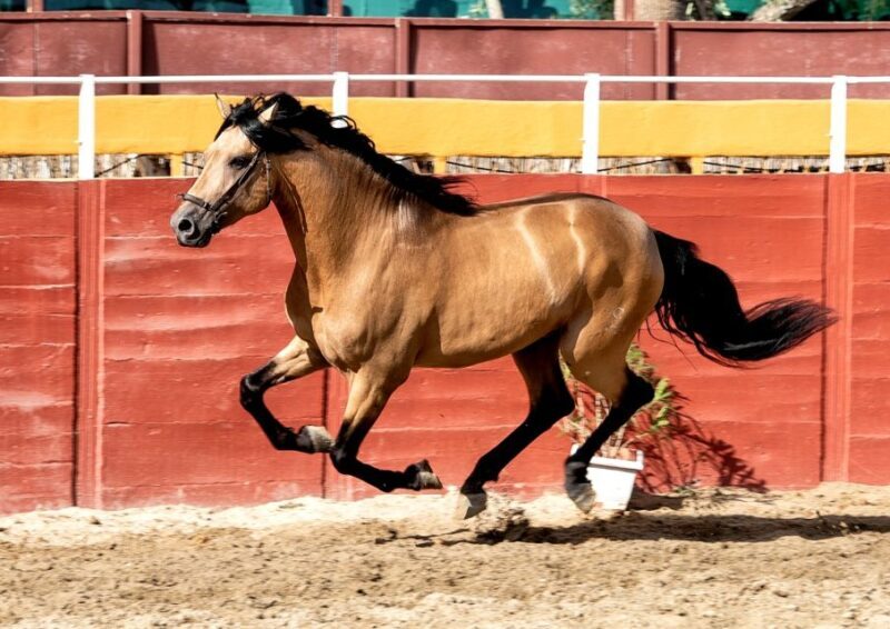 Fuengirola: Spanish Horse Show with Optional Dinner/Flamenco - Final Thoughts
