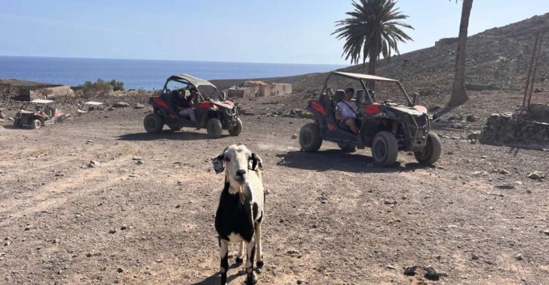 Fuerteventura : 2 hours Buggy Tour in Punta de Jandía - What to Expect on the Tour
